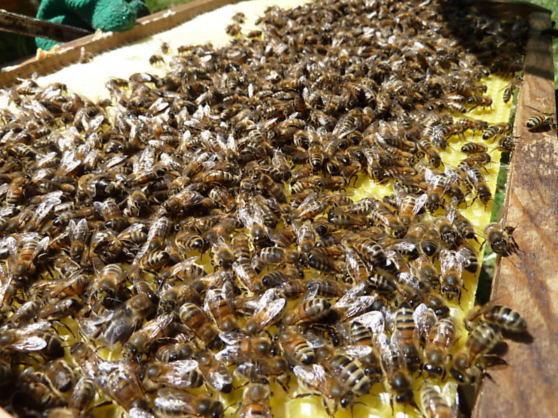 La ruche Phalarope de wilson