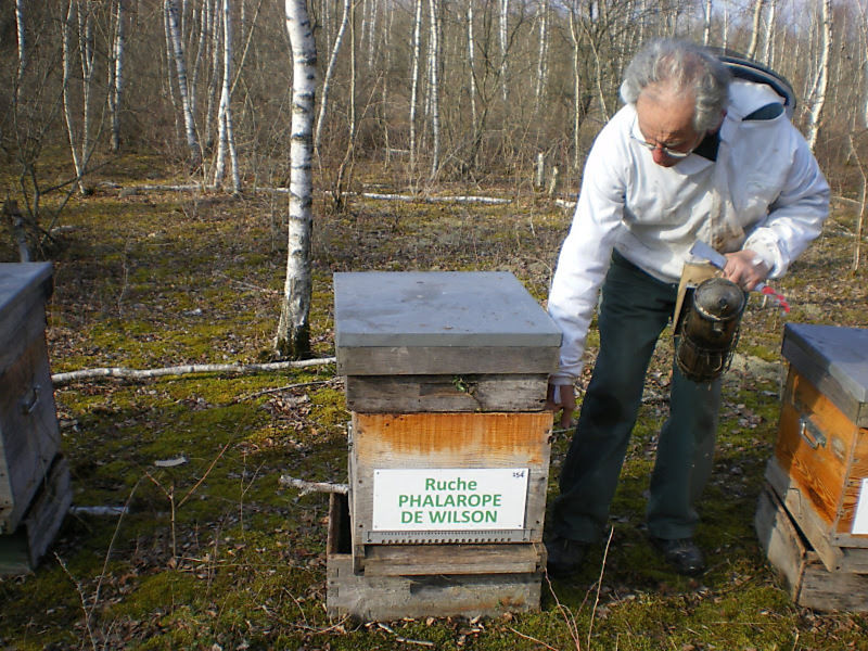 La ruche Phalarope de wilson