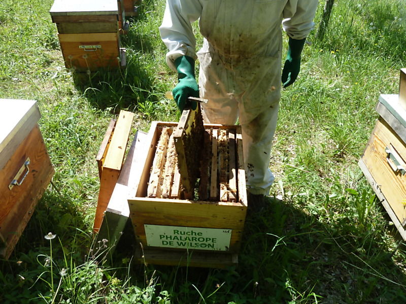 La ruche Phalarope de wilson