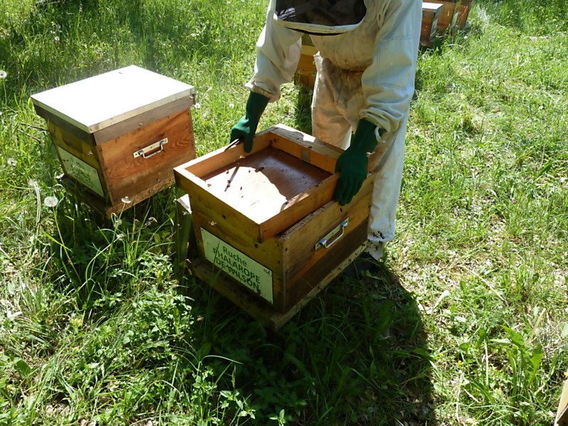 La ruche Phalarope de wilson