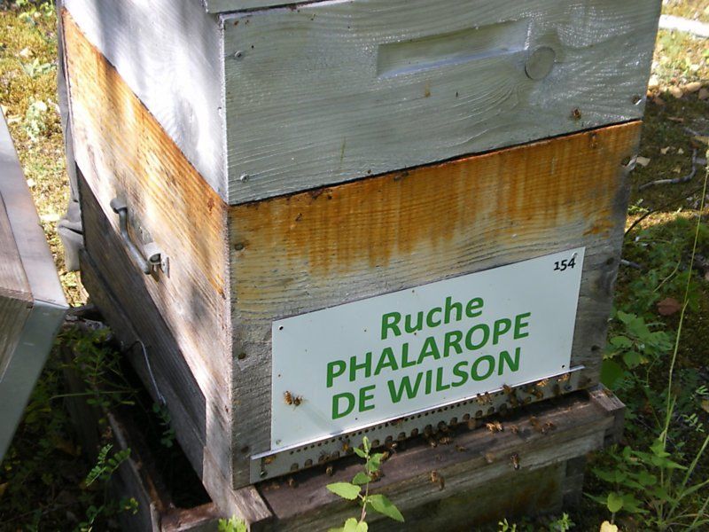 La ruche Phalarope de wilson