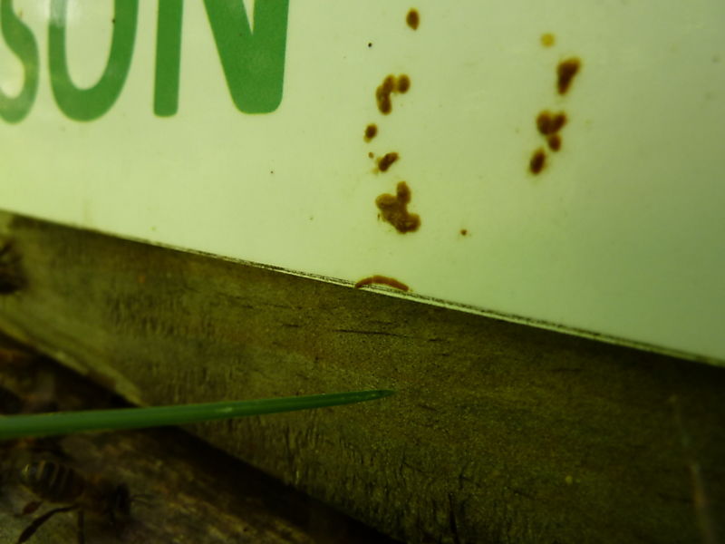 La ruche Phalarope de wilson