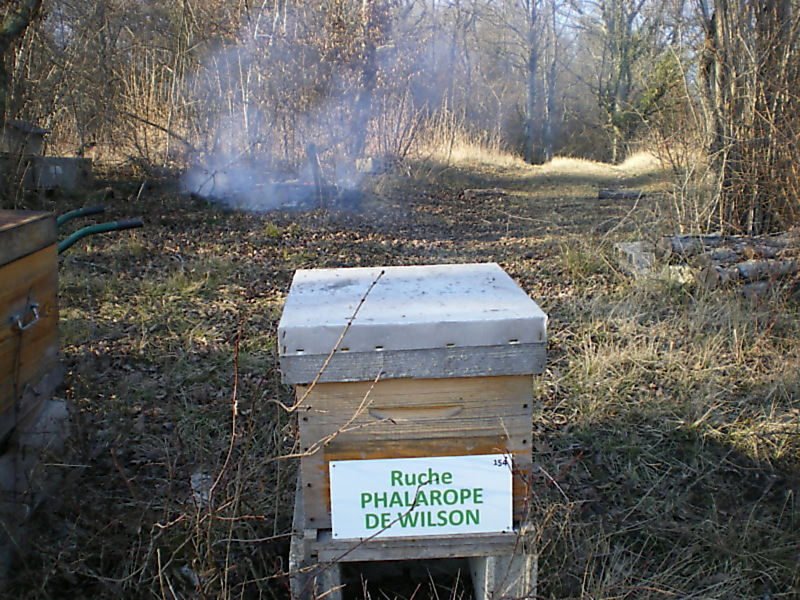 La ruche Phalarope de wilson
