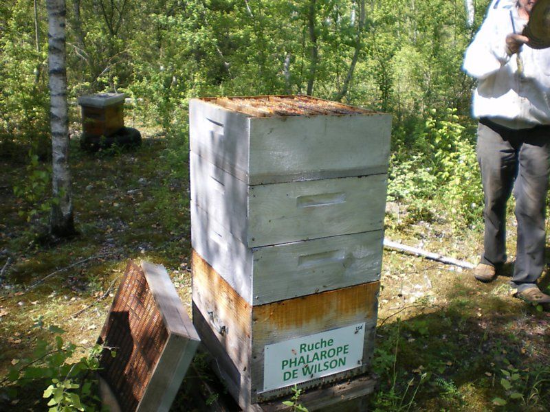 La ruche Phalarope de wilson