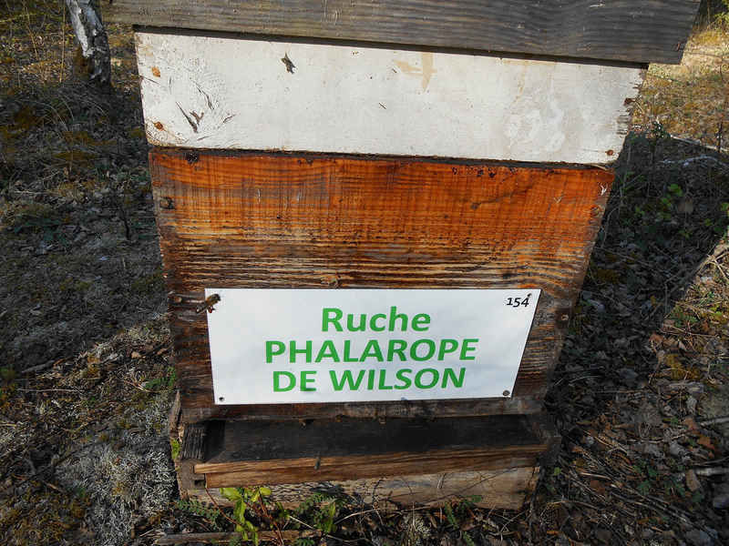 La ruche Phalarope de wilson