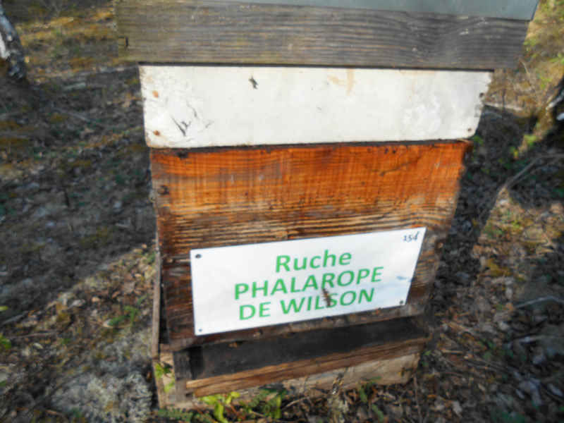 La ruche Phalarope de wilson