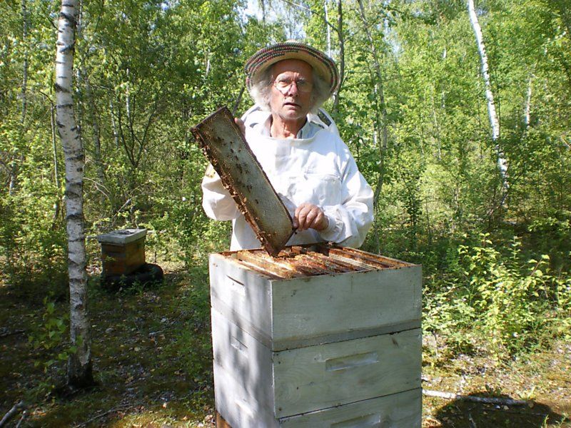 La ruche Phalarope de wilson