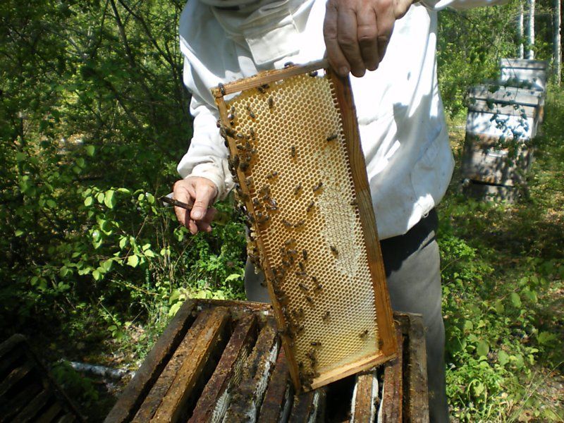 La ruche Phalarope de wilson