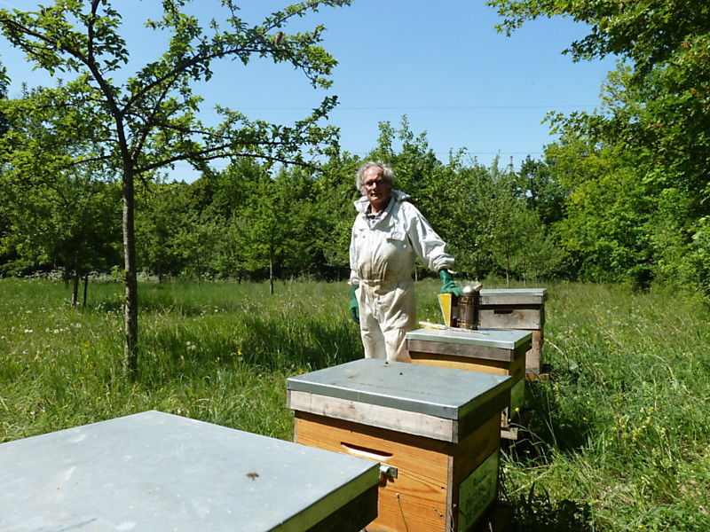 La ruche Phalarope de wilson