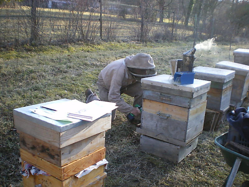 La ruche Phalarope de wilson