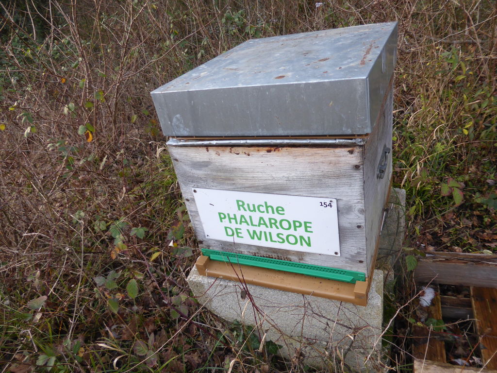 La ruche Phalarope de wilson