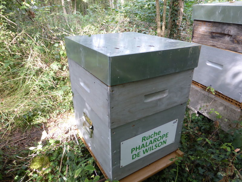 La ruche Phalarope de wilson