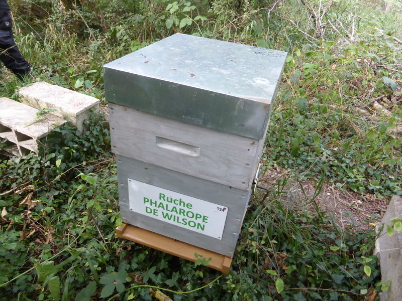 La ruche Phalarope de wilson