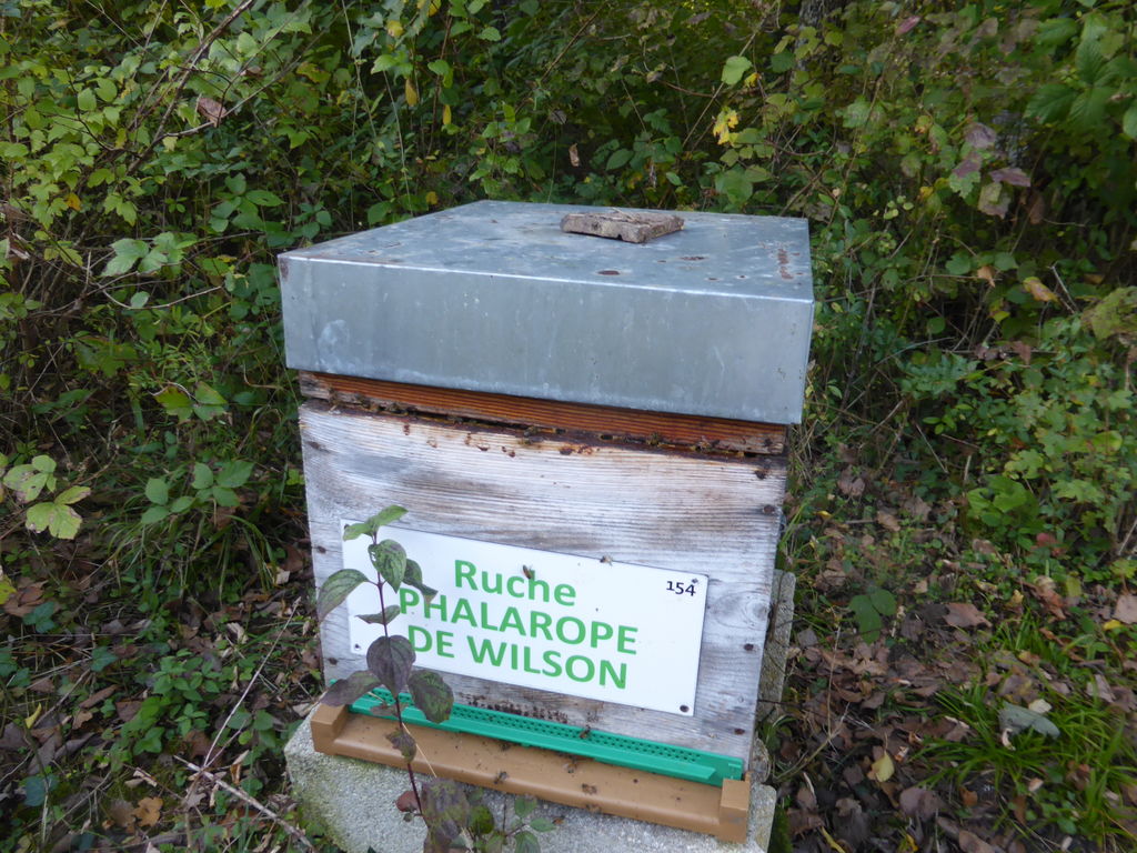 La ruche Phalarope de wilson