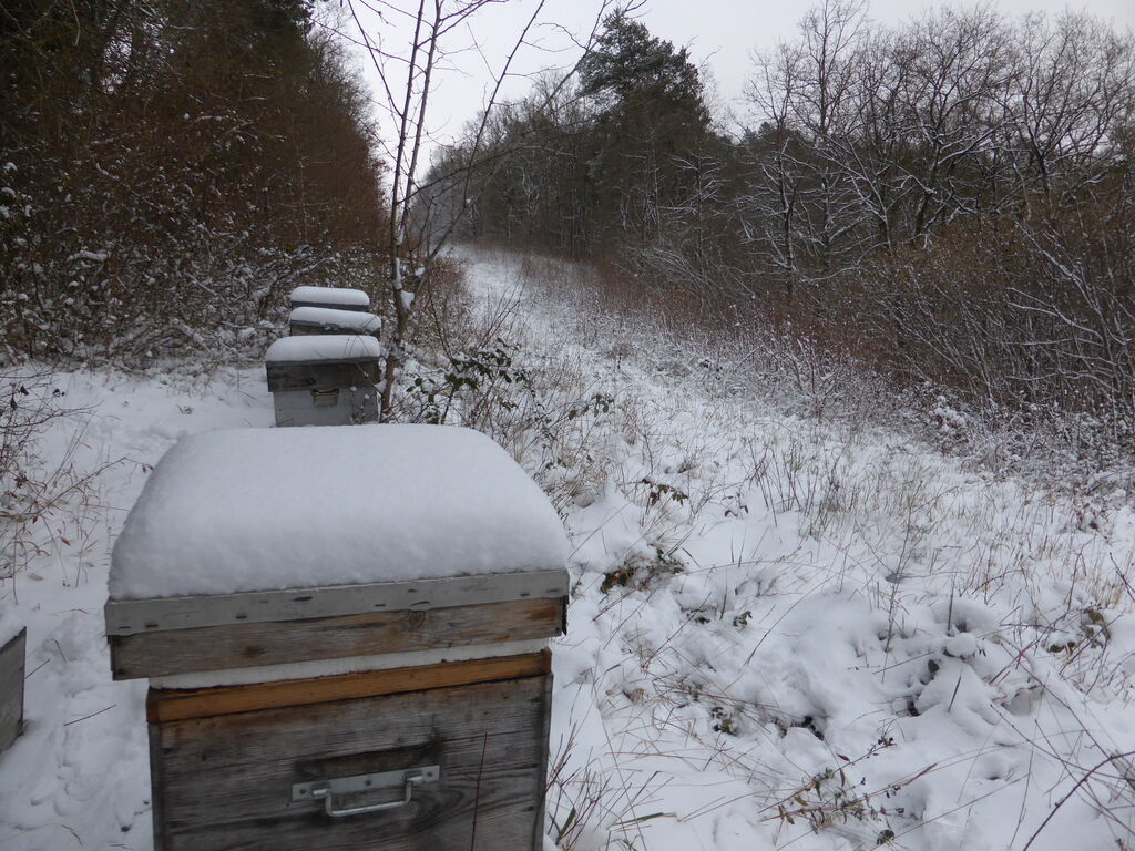 La ruche Phalarope de wilson