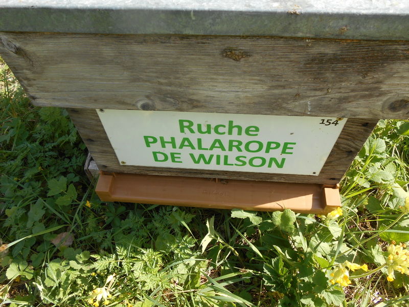 La ruche Phalarope de wilson