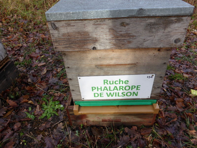 La ruche Phalarope de wilson