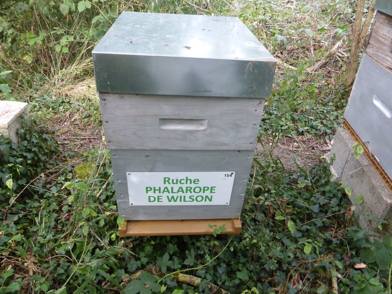 La ruche Phalarope de wilson