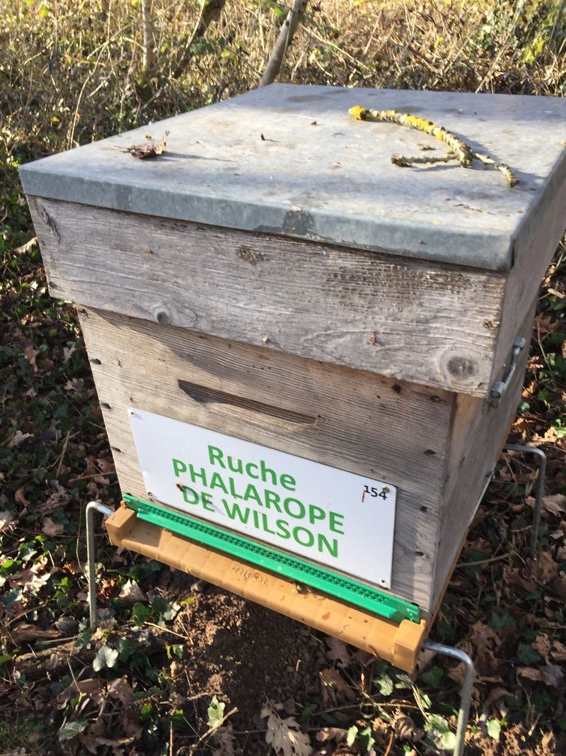 La ruche Phalarope de wilson