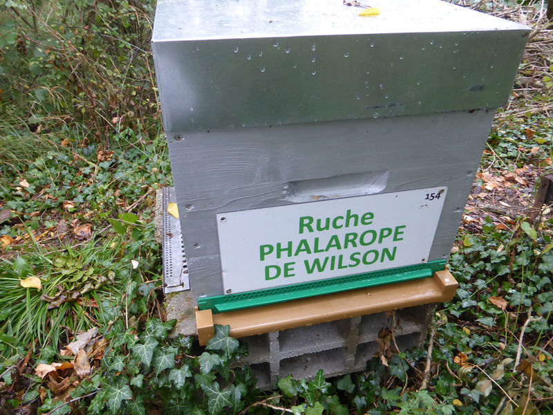 La ruche Phalarope de wilson