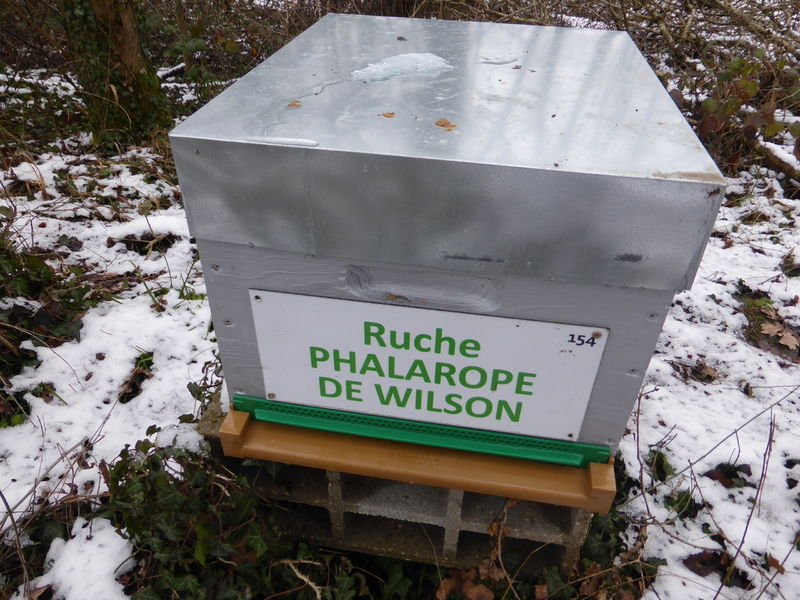 La ruche Phalarope de wilson