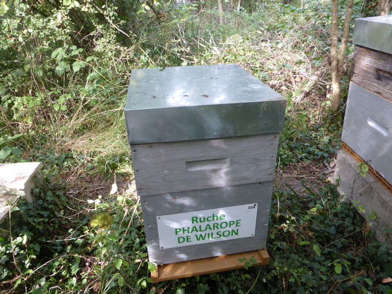 La ruche Phalarope de wilson