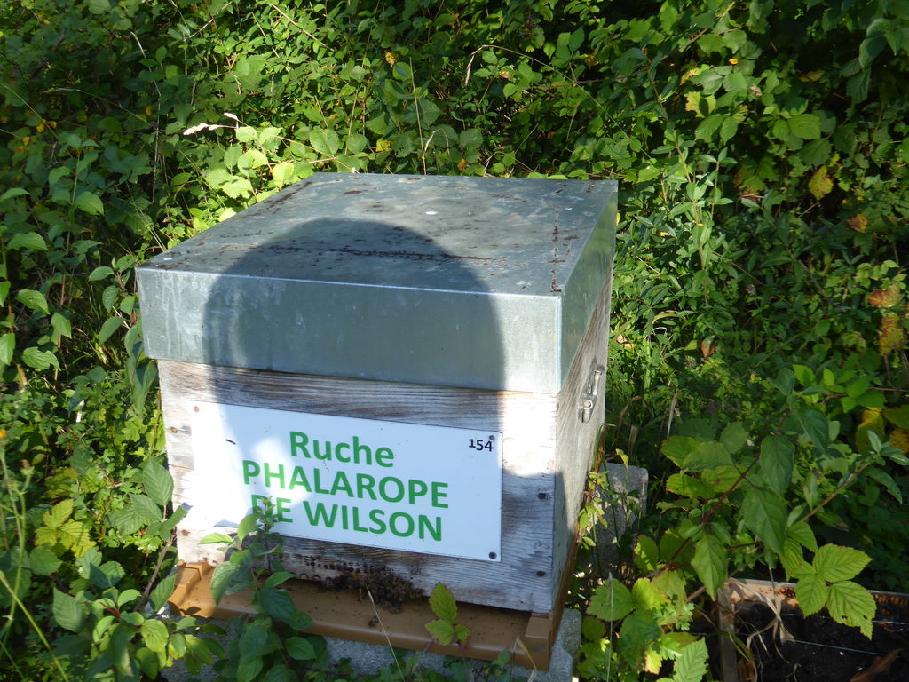 La ruche Phalarope de wilson