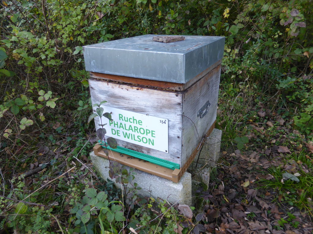 La ruche Phalarope de wilson