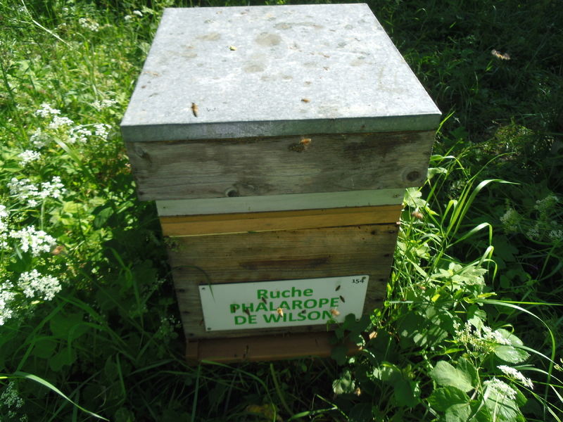 La ruche Phalarope de wilson