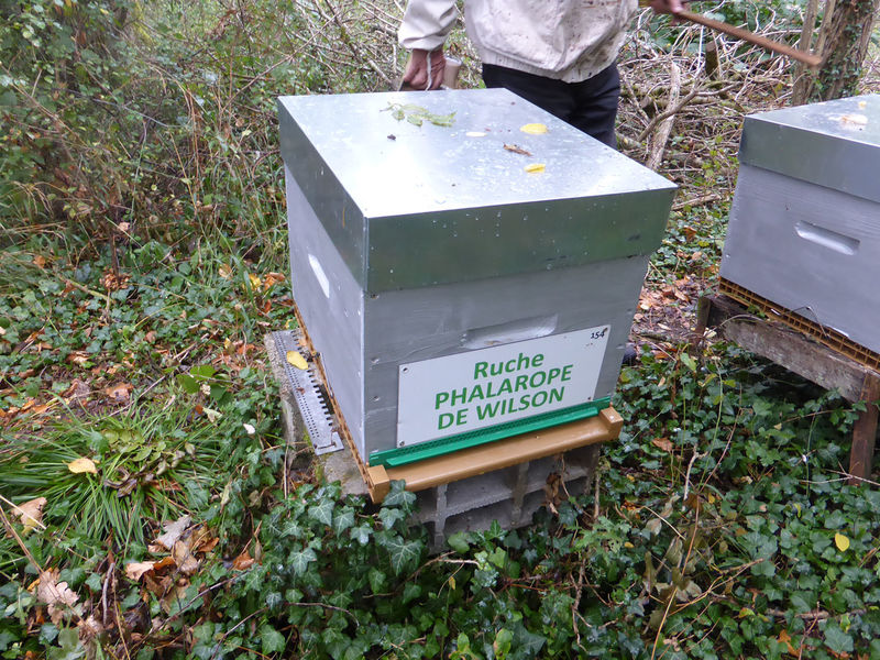 La ruche Phalarope de wilson