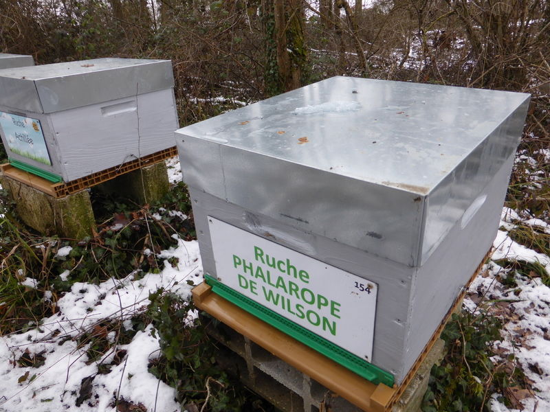 La ruche Phalarope de wilson