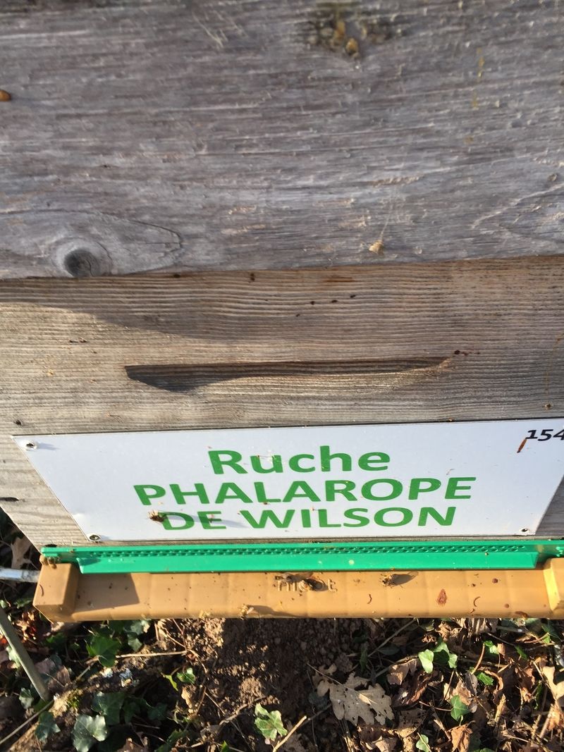 La ruche Phalarope de wilson