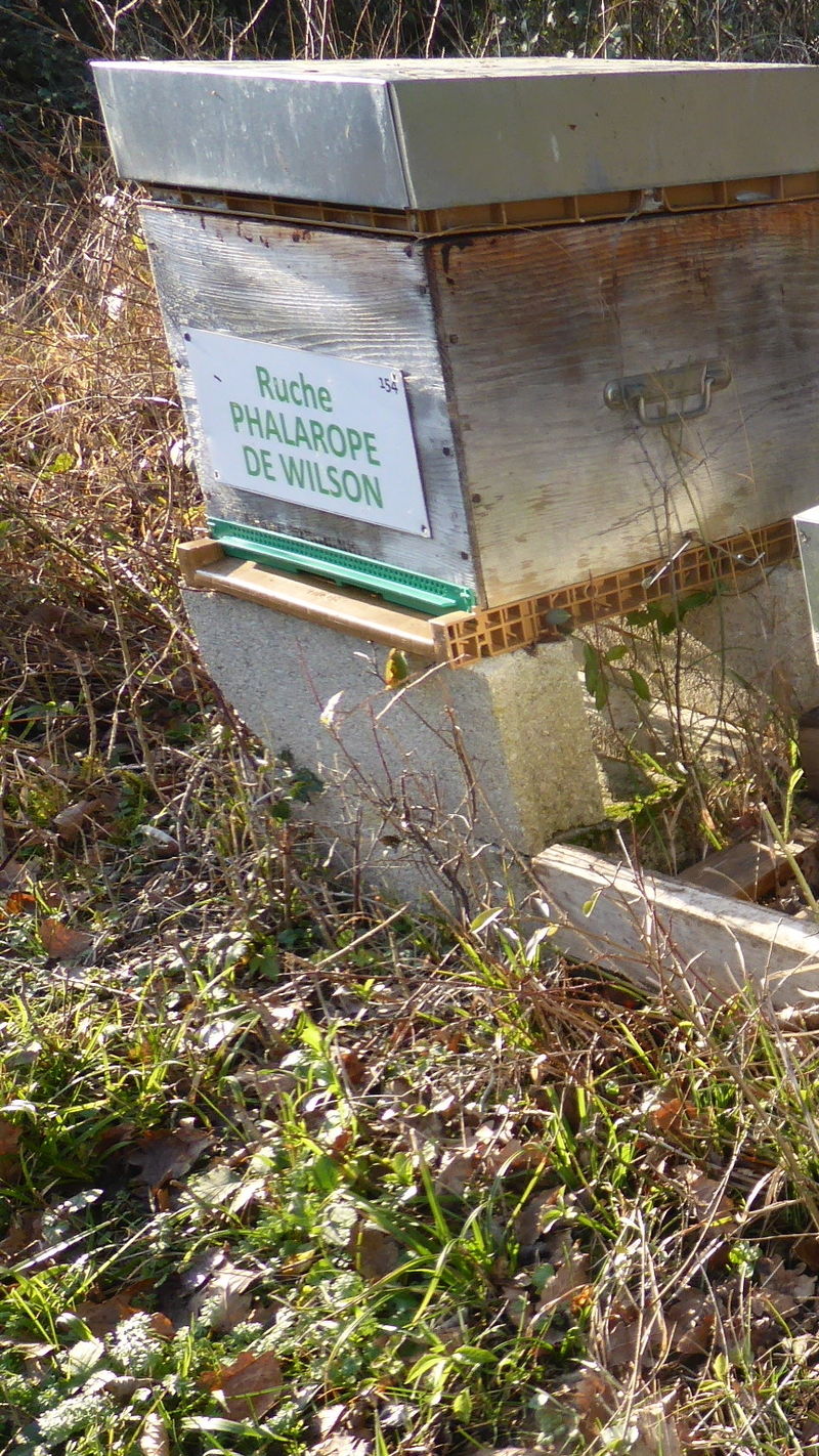 La ruche Phalarope de wilson