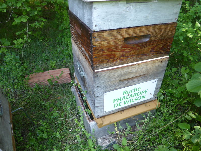 La ruche Phalarope de wilson
