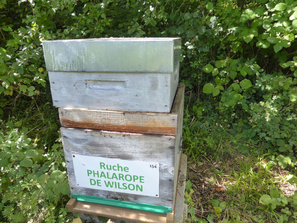La ruche Phalarope de wilson