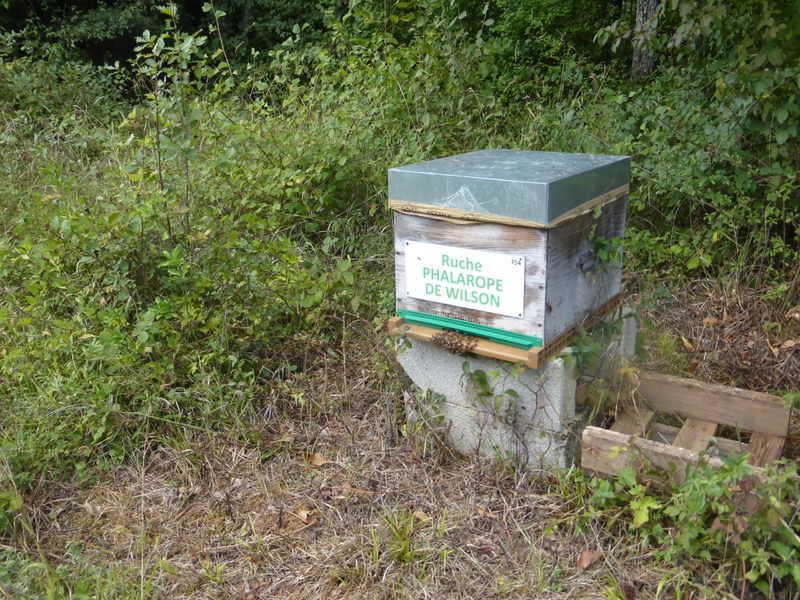 La ruche Phalarope de wilson