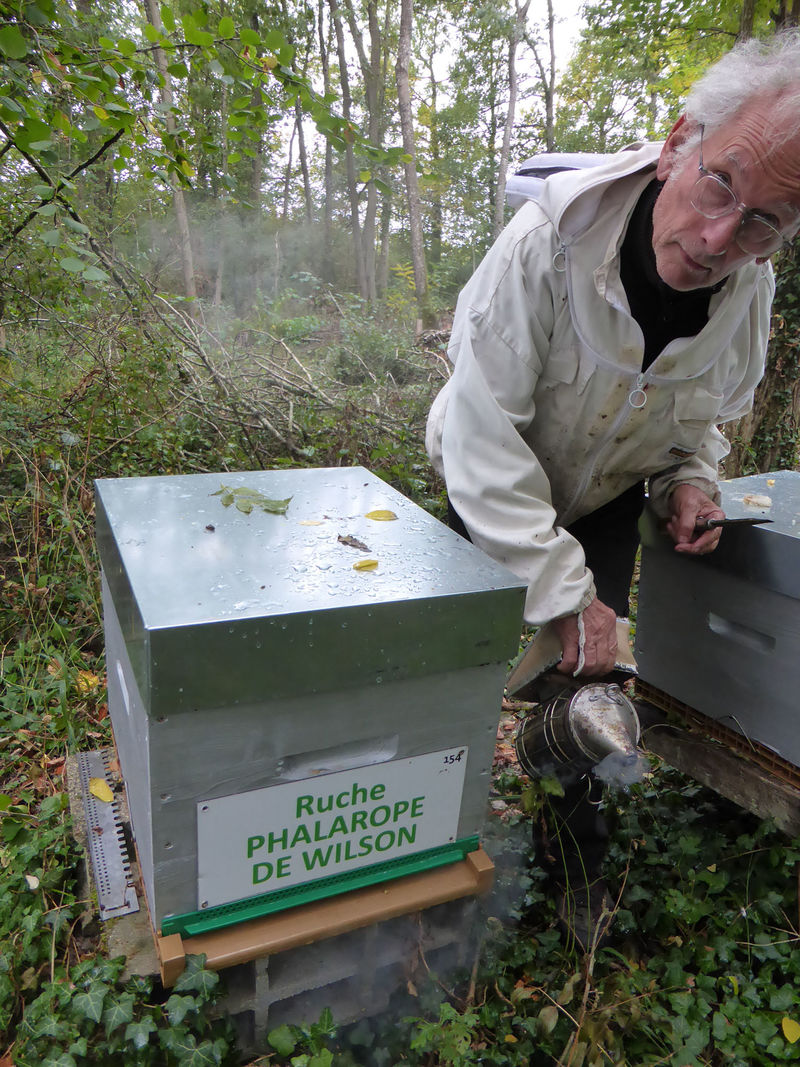 La ruche Phalarope de wilson