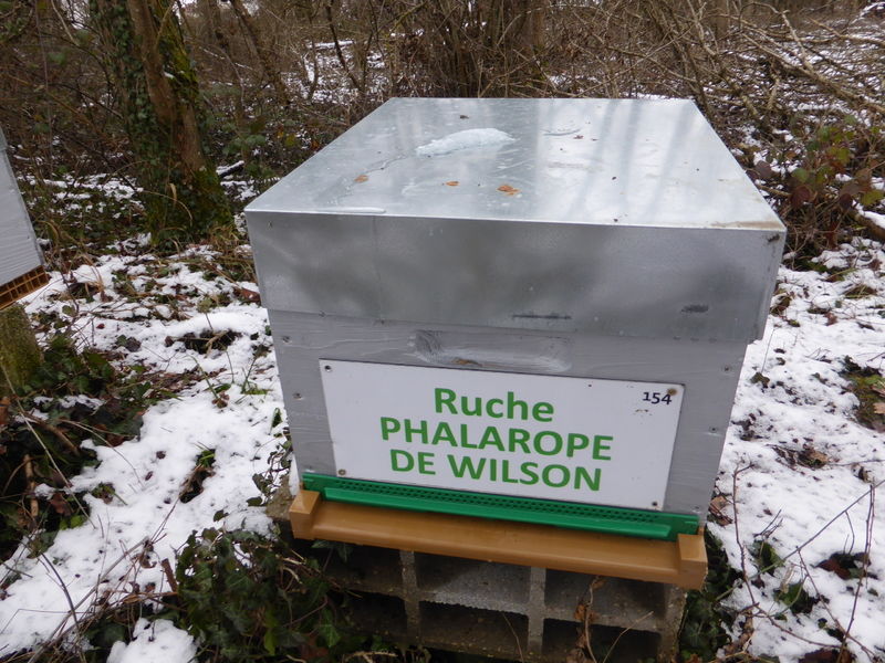La ruche Phalarope de wilson