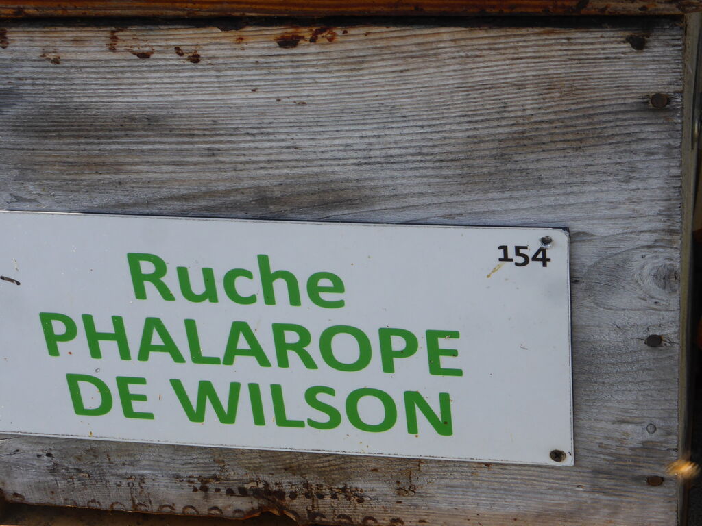 La ruche Phalarope de wilson