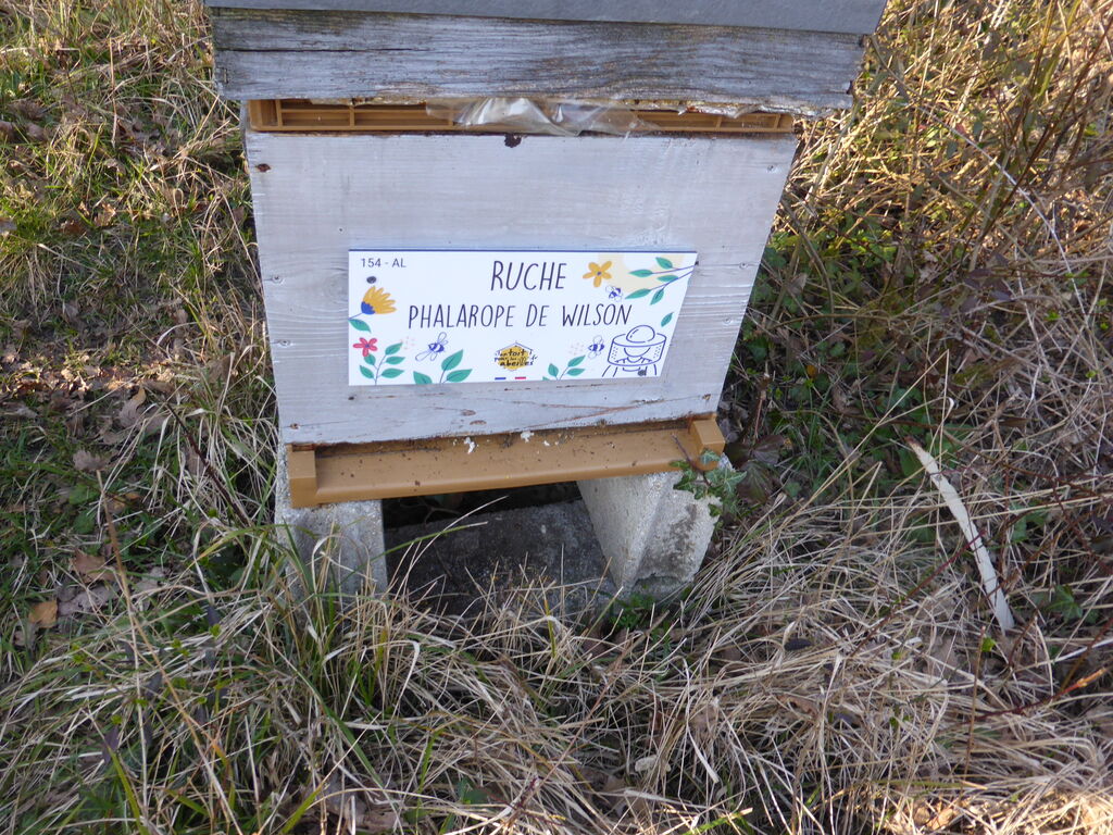 La ruche Phalarope de wilson
