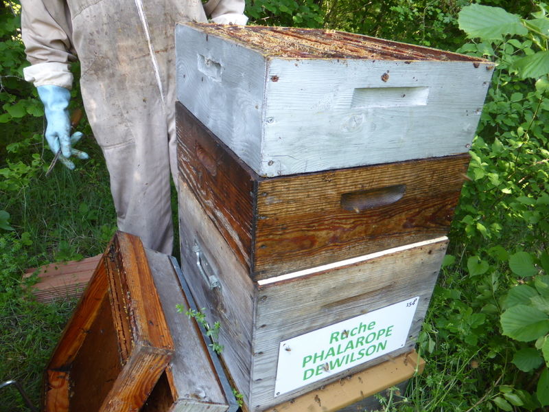 La ruche Phalarope de wilson