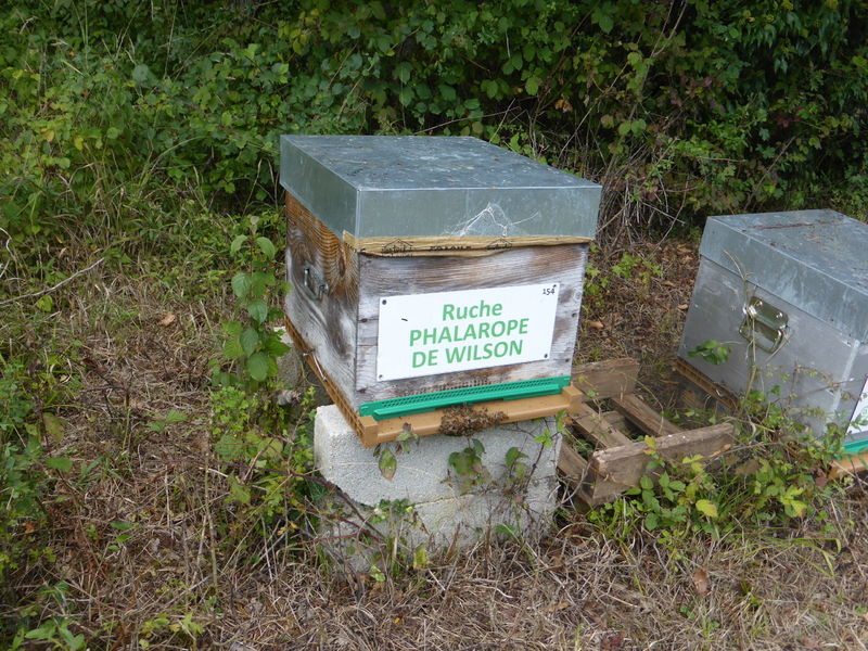 La ruche Phalarope de wilson