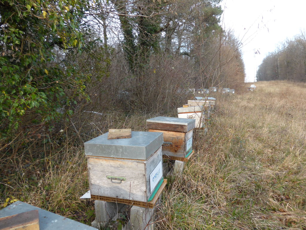 La ruche Phalarope de wilson