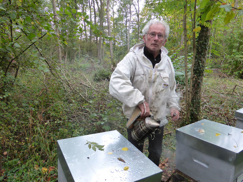 La ruche Phalarope de wilson