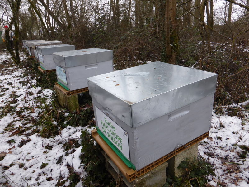 La ruche Phalarope de wilson