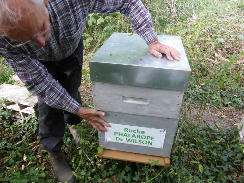 La ruche Phalarope de wilson