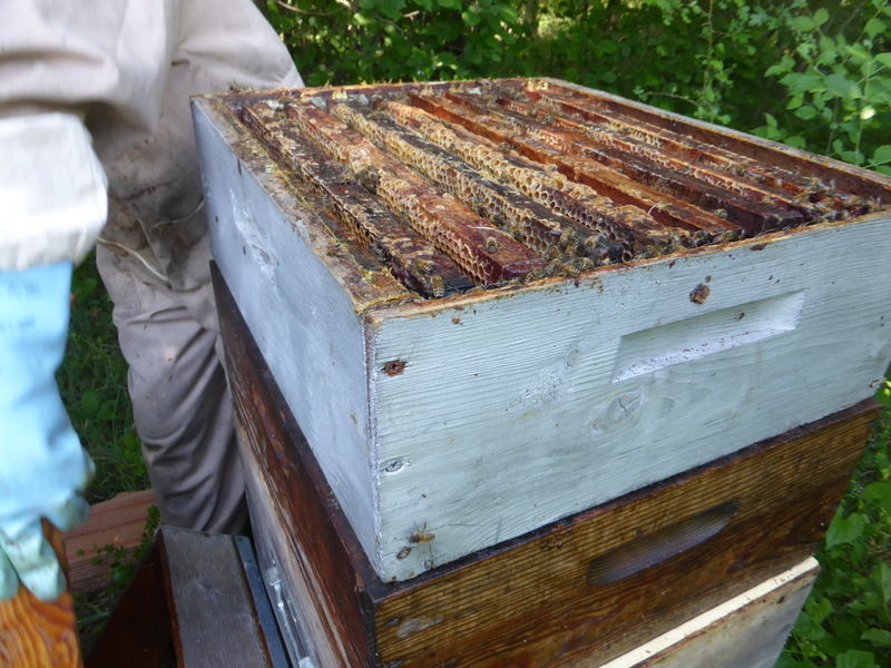 La ruche Phalarope de wilson