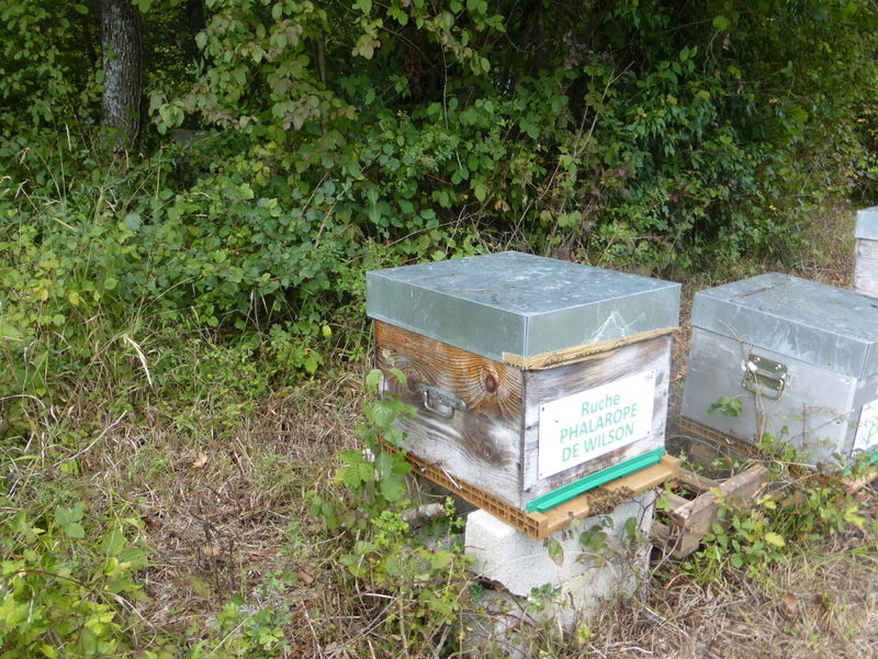 La ruche Phalarope de wilson