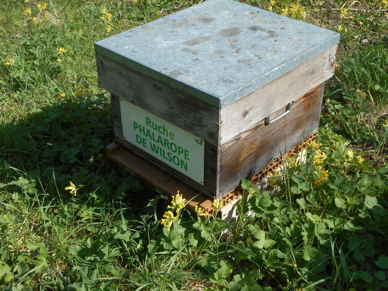 La ruche Phalarope de wilson