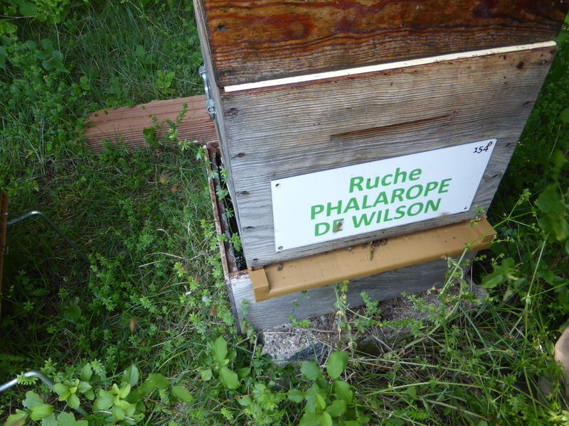 La ruche Phalarope de wilson